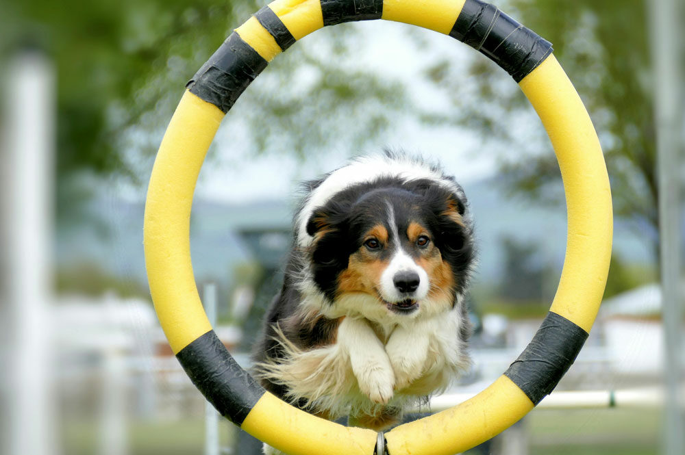 Hoops-e1726101624755